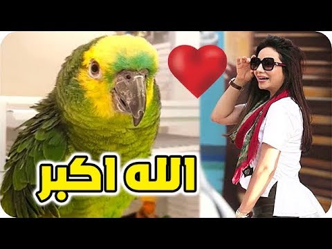 ببغاء لجين عمران يكرر الله أكبر