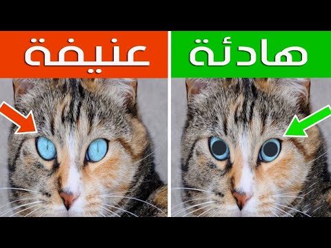 16 علامة خفية عن القطط