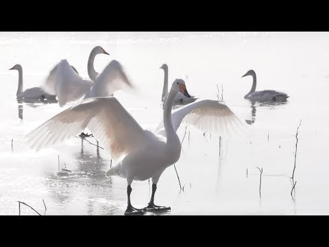 شاهد البجع البرية تغزو النهر الأصفر في الصين