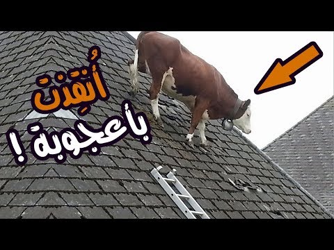 شاهد 10 حيوانات أنقذها البشر بأعجوبة