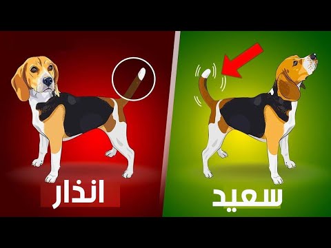 شاهدأشياء يحاول كلبك الخاص إخبارك بها