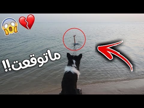 شاهد ردة فعل أذكى كلب في العالم إذا غرق صاحبه في البحر