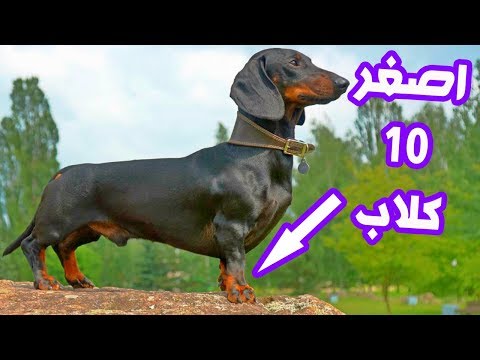 شاهدأصغر وأغرب 10 كلاب في العالم