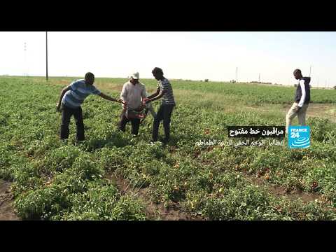 شاهد  الوجه الخفي لزراعة الطماطم في إيطاليا