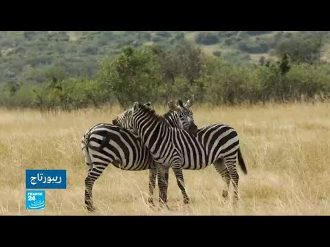 شاهدمقتل 3 صحافيين روس في جمهورية أفريقيا الوسطى