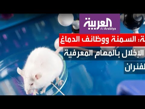 شاهد دراسة جديدة تكشف مخاطر السمنة الخفية على الإنسان