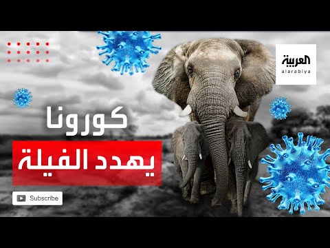 شاهد الفيلة المتقاعدة مصيرها مجهول في ظل كورونا