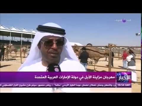 مهرجان مزايين الإبل إطلالة حضارية للإمارات